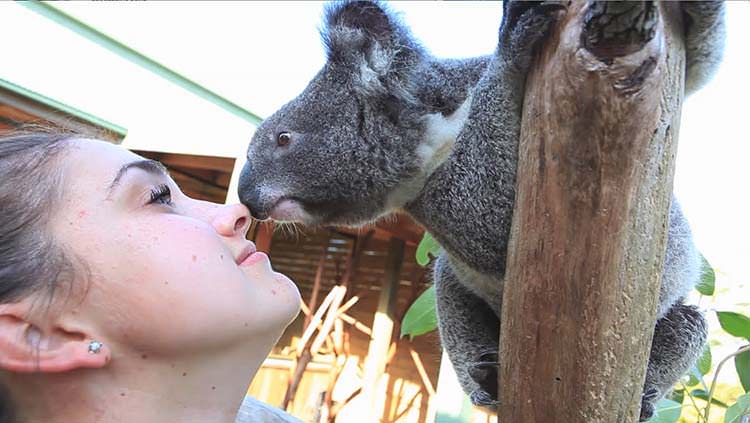 Una mariposa en la nariz del koala - ¡un amor!