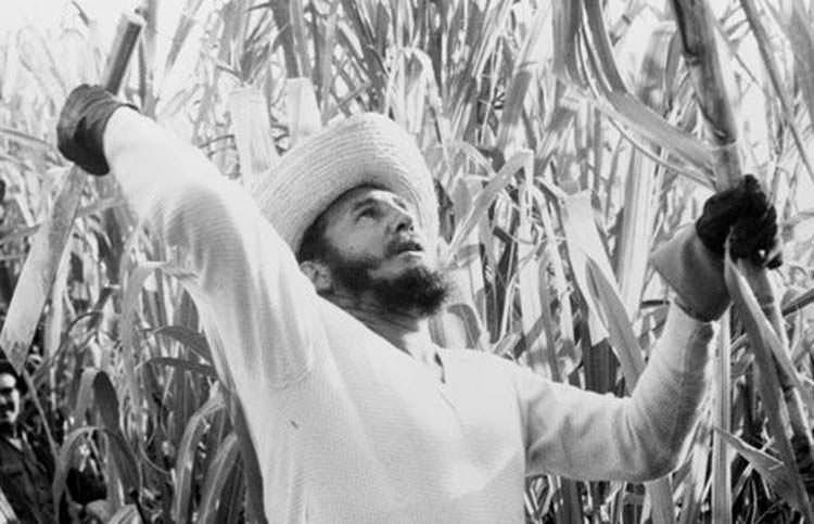 Fidel Castro cortando cana