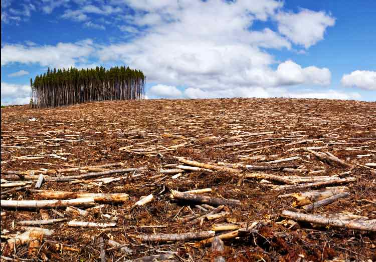Avanza la deforestación en México por el aguacate