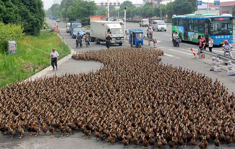 Efecto Donald llega a un ejército de patos en China