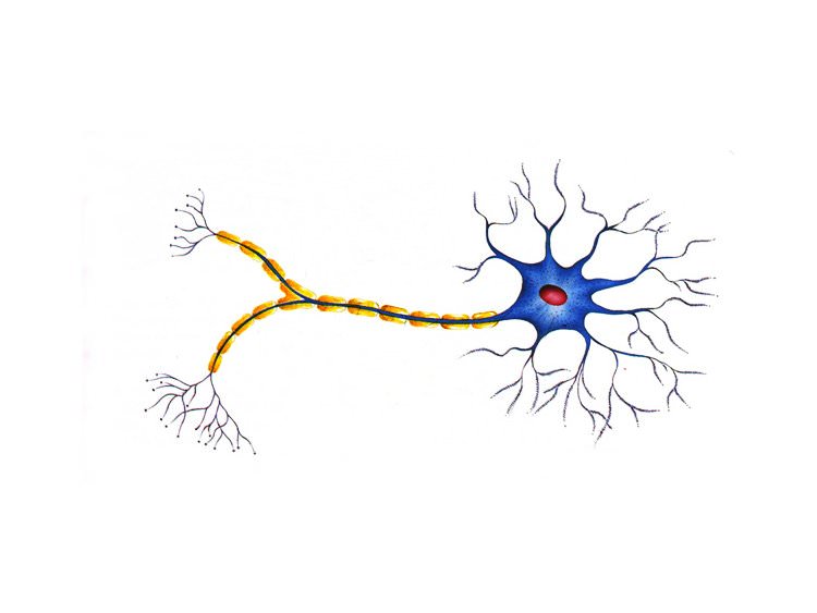 Comportamiento de las neuronas con el tiempo