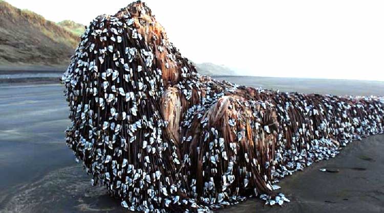La ballena monstruosa de Auckland ¿Qué es?