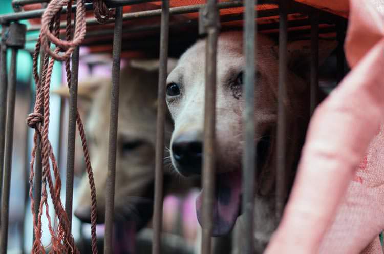 Prohíben matadero para mercado de carne de perro