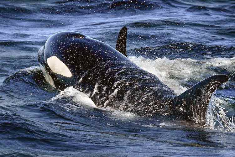 Dron captura imagen de Orca comiendo un tiburón vivo