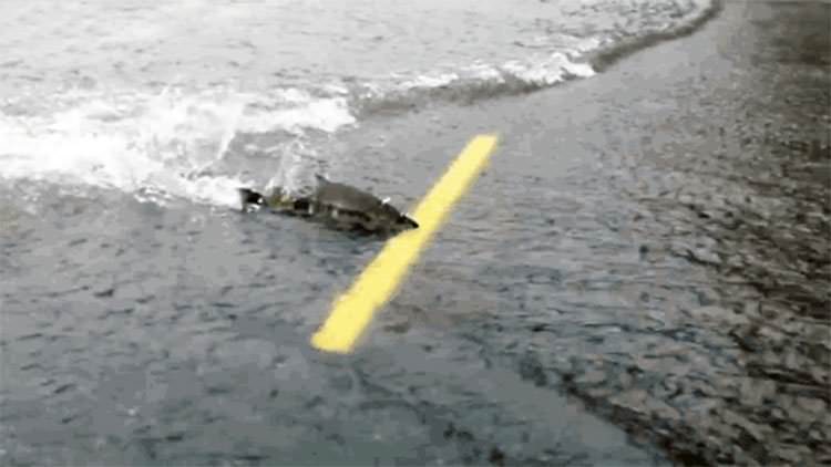 Salmones de Washington cruzan una ruta inundada