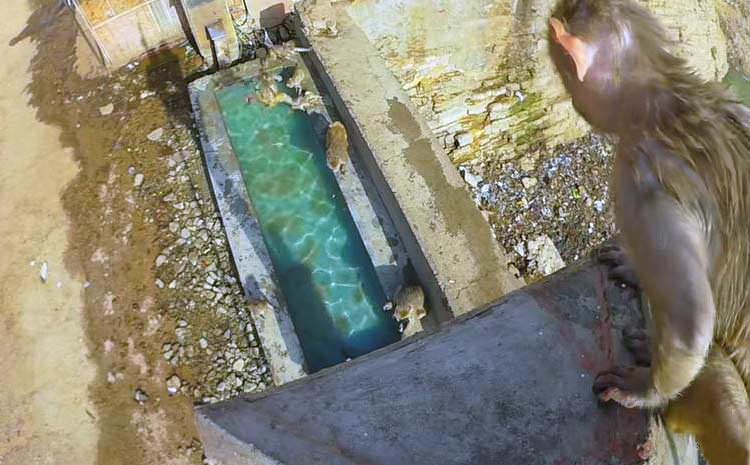 El salto de un mono bebé juguetón en una piscina