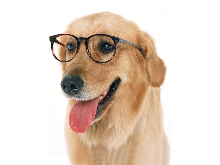 Su perro tiene memoria de lo que usted hizo