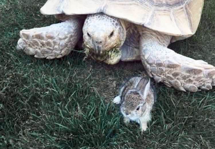 La tortuga que salvo la vida de un conejito