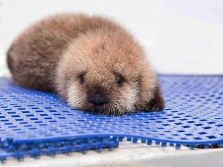 Videos virales: nutria bebé abandonada es amamantada