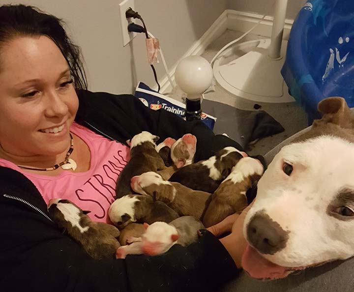 Coloca suavemente sus 11 cachorros al dar a luz
