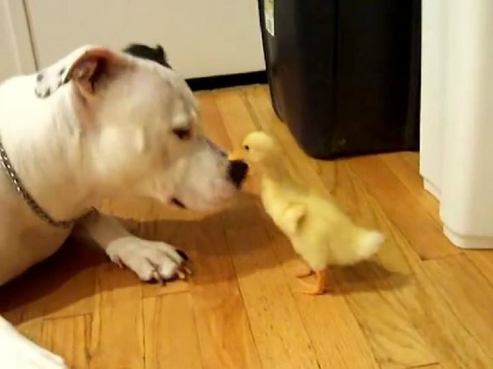 La amistad de un Pitbull Terrier y un pequeño patito