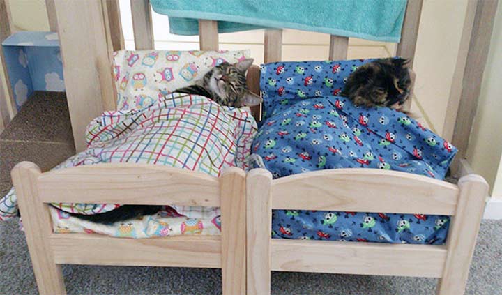Refugio de gatos recibe donaciones de Camas de muñecas