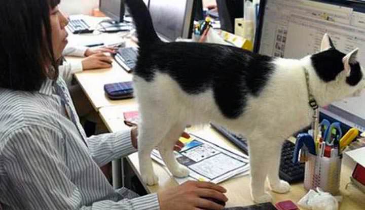 Gatos japoneses para reducir el estrés en el trabajo