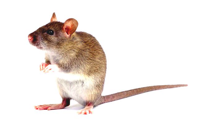 Medicamento transforma ratón en súper ratón