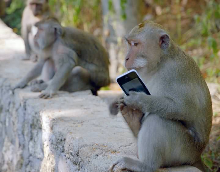 Monos roban cosas de la gente para luego cambiarlas