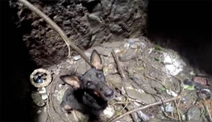 Al salvar este perro ven como el animal dice gracias