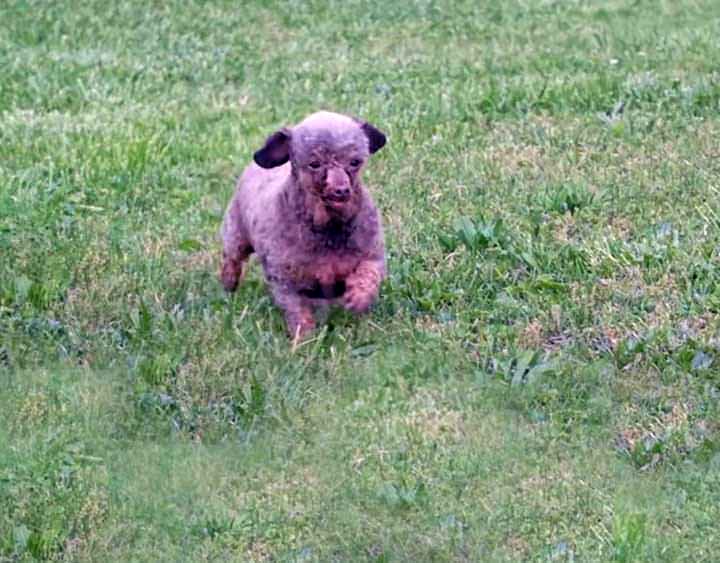 Símbolo del maltrato animal, una perrita es liberada