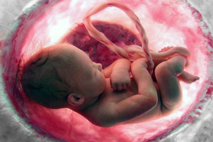 Por qué ellas tienen que comer su propia placenta