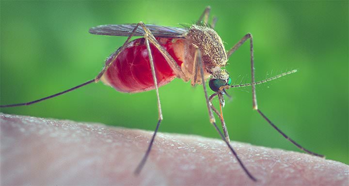 Crisis del mosquito: la especie más mortal
