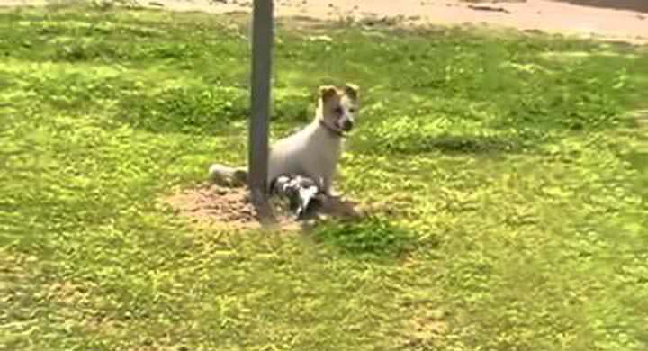 Los perros y pájaros pueden jugar y ser amigos