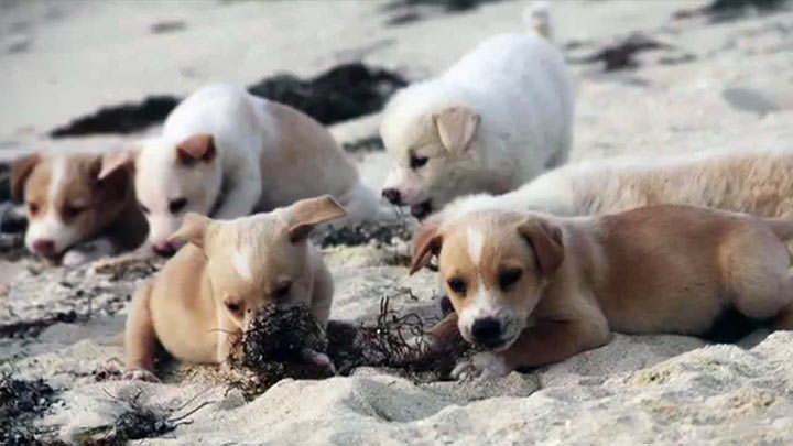 El refugio en la isla que es el paraíso de los perros