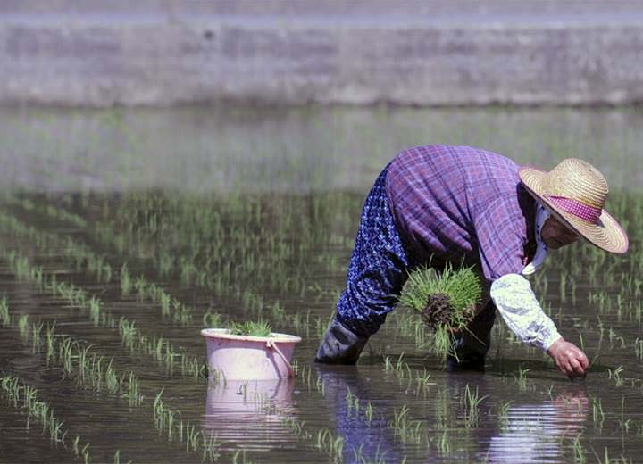 El arroz de Fukushima ya es un alimento seguro
