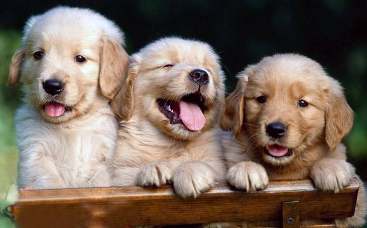 13 Curiosidades sobre los perros domésticos