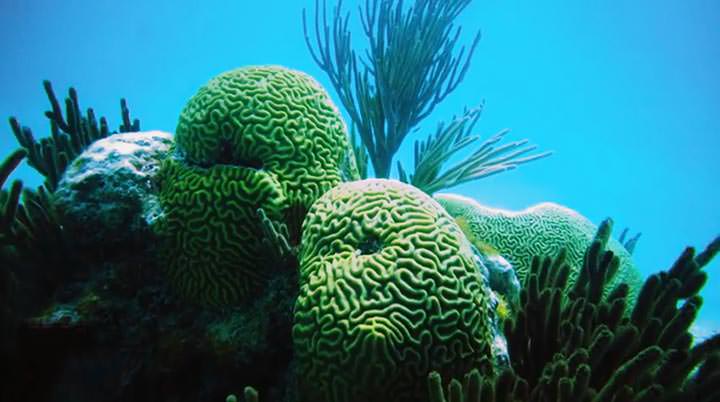 Especies de Coral se adaptan al cambio climático