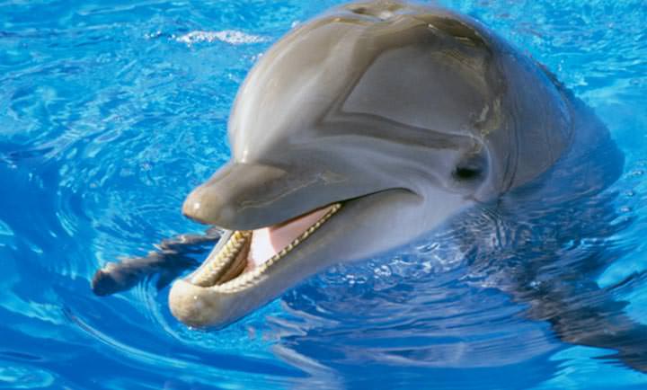 Podremos hablar con los delfines en el 2021
