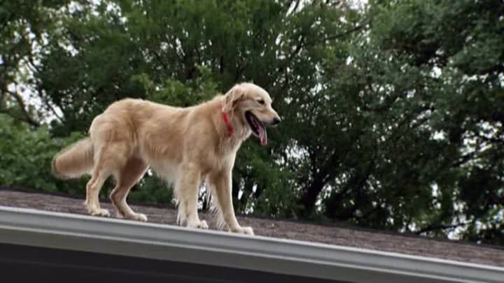 El Perro en el tejado ¿Por qué siempre está ahí?