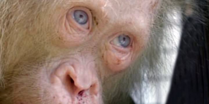 Hallaron raro orangután rubio y de ojos azules