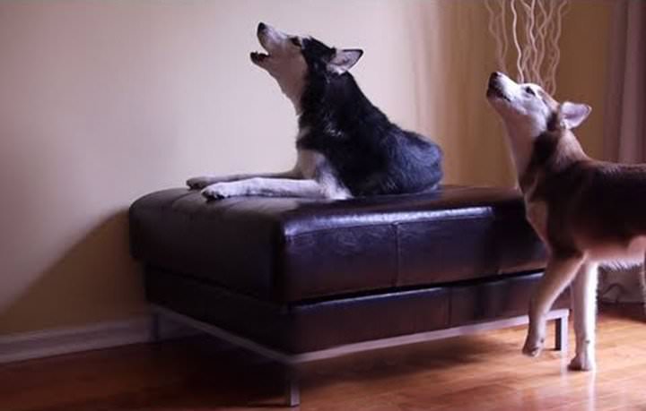 Video chistoso de 2 perros esquimales que hablan