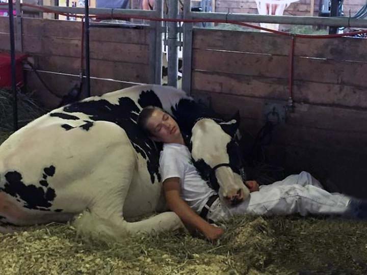 Adolescente agotado duerme con su vaca lechera