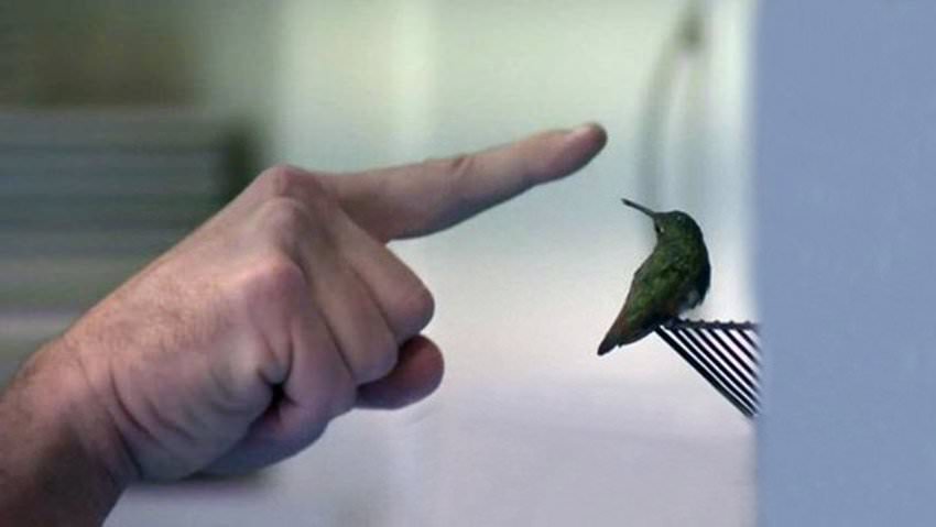 Bebé Colibrí se niega dejar perro que salvó su vida
