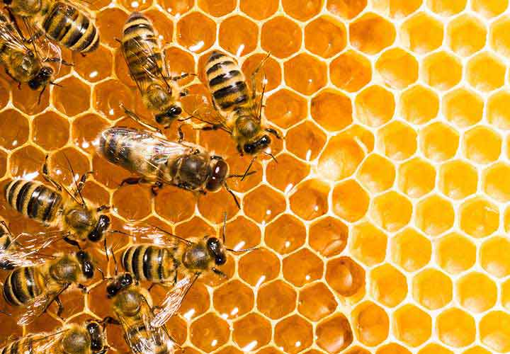 Las colonias de abejas están en aumento
