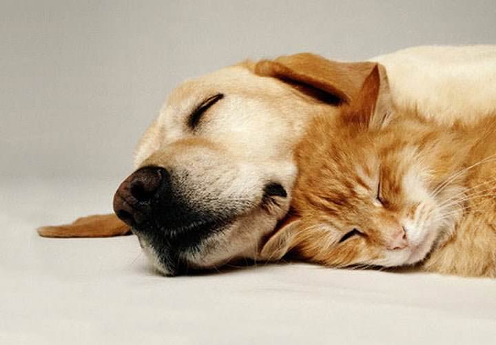 10 comportamientos de animales durante el eclipse