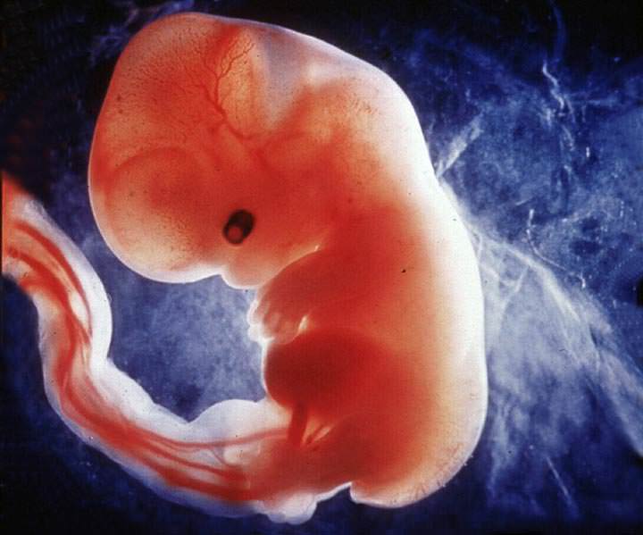 Modifican embrión humano para evitar enfermedades