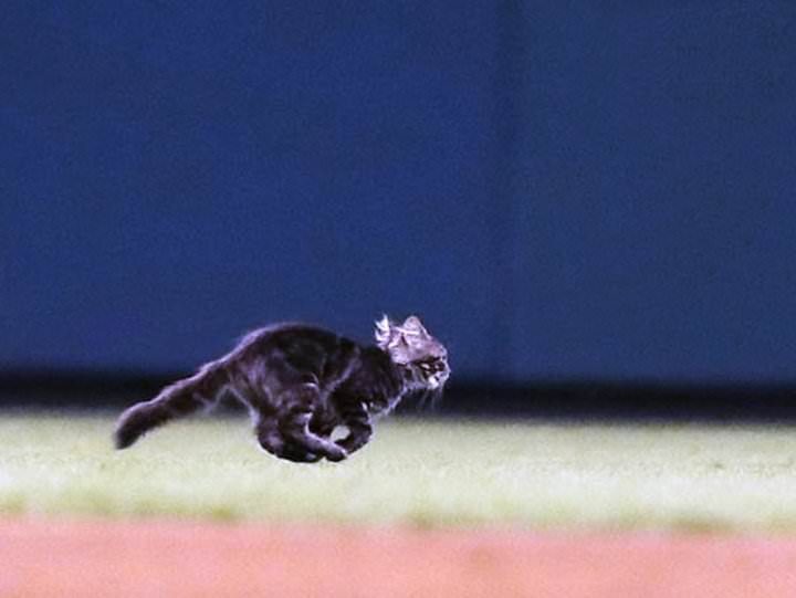Este gatito interrumpió un partido de béisbol