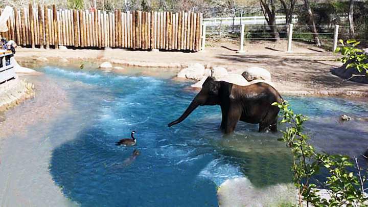 Una pelea entre un ganso y un elefante