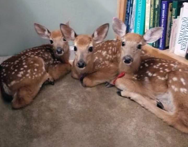 Sorpresa! Halla 3 bebés venados dentro de su casa