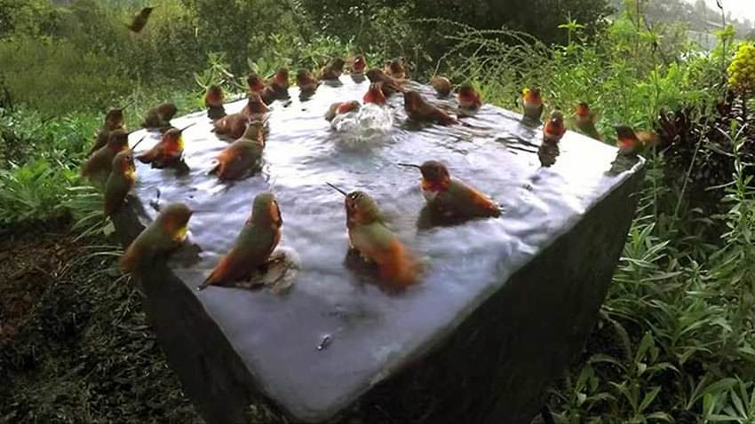Video gracioso: 30 colibríes toman juntos un baño
