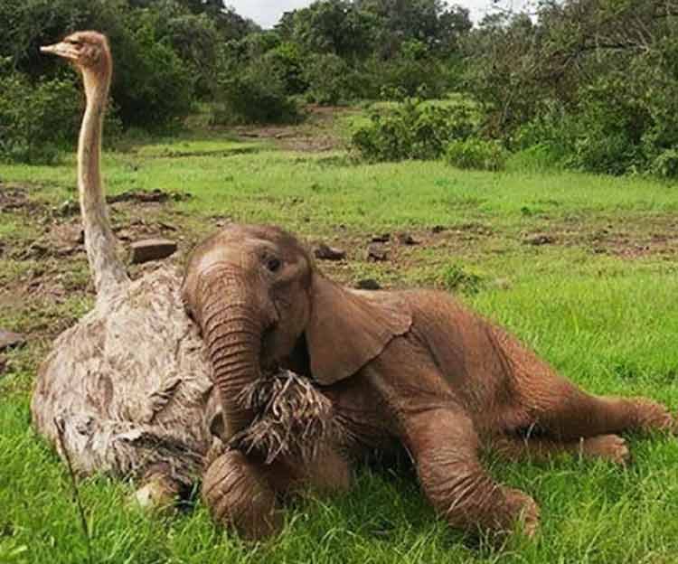Avestruz adopta un bebé elefante