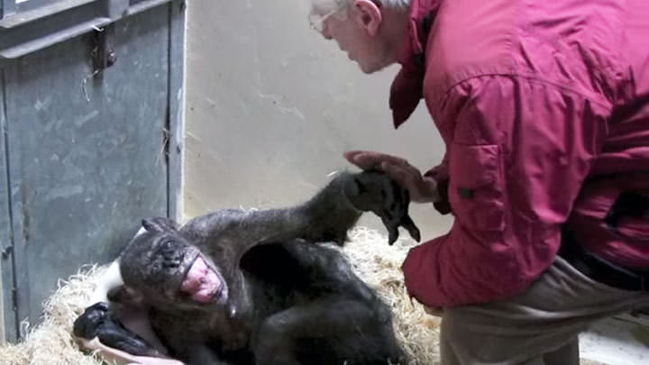 Chimpancé moribundo dice adiós a su amigo