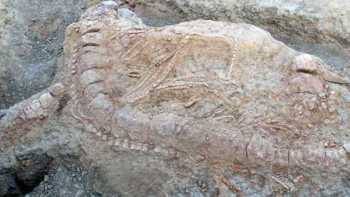 Monstruo marino, encuentran un fósil en la India
