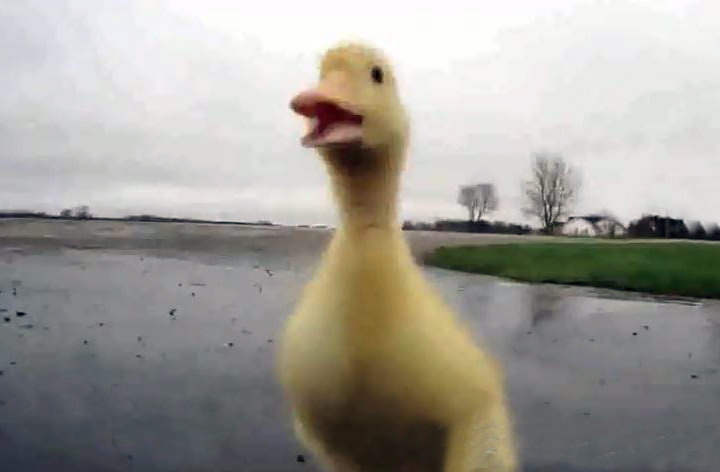 5 Animalitos de granja + 1 te harán sonreír