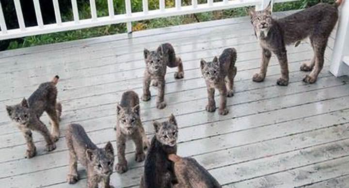 Lo visitaron cachorros de linces en Alaska