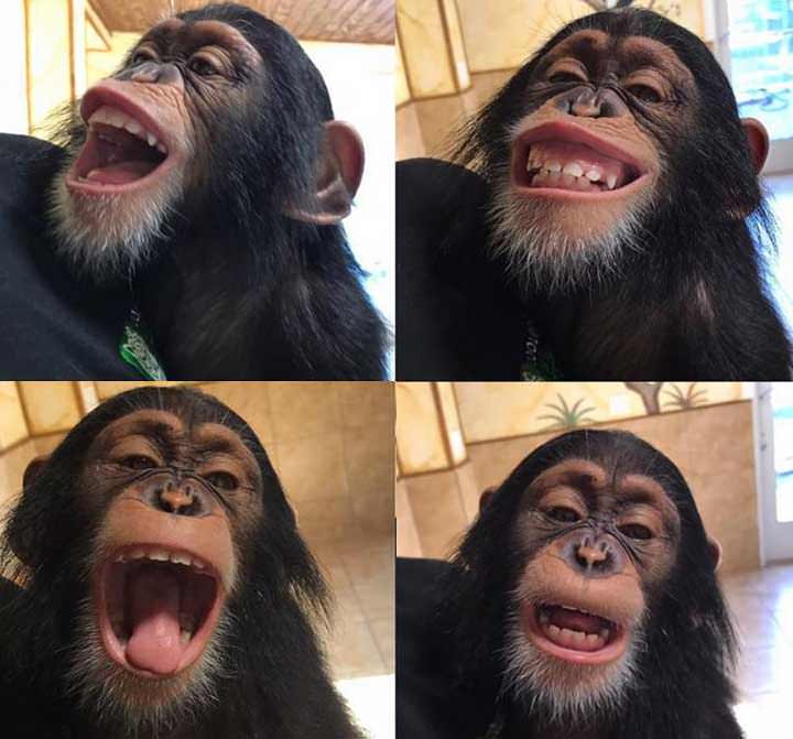 Este chimpancé divertido es un milagro