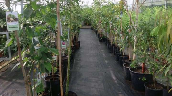 4 Súper frutas del Atlántico no conocidas