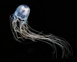Avispa de mar, el ser vivo más venenoso del mundo