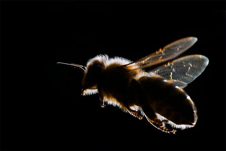 Científicos chinos se inspiran en las abejas para crear aviones